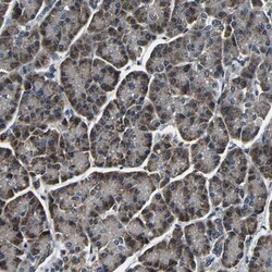FKBP14 Antibody, Novus Biologicals:Antibodies:Primary Antibodies
