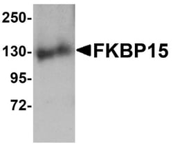 FKBP15 Antibody - BSA Free, Novus Biologicals 0.1mg; Unlabeled:Antibodies,