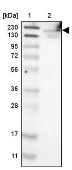 FKBP15 Antibody, Novus Biologicals 0.1mL; Unlabeled:Antibodies, Polyclonal