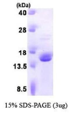 Novus Biologicals&trade;&nbsp;Recombinant Human FKBP13/FKBP2 Protein