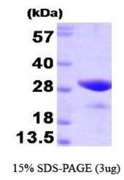 Novus Biologicals&trade;&nbsp;Recombinant Human FKBP25 Protein