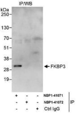 FKBP25 Antibody, Novus Biologicals 0.1mg; Unlabeled:Antibodies, Polyclonal
