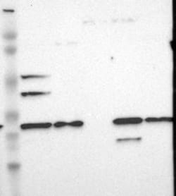 FKBP25 Antibody, Novus Biologicals:Antibodies:Primary Antibodies