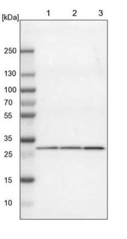 FKBP25 Antibody, Novus Biologicals:Antibodies:Primary Antibodies