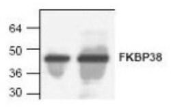 FKBP38 Antibody, Novus Biologicals:Antibodies:Primary Antibodies
