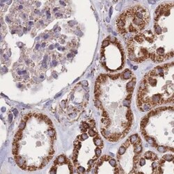 FKBP38 Antibody, Novus Biologicals 0.1mL; Unlabeled:Antibodies, Polyclonal