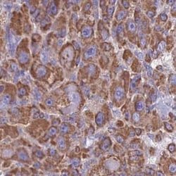 FKBP38 Antibody, Novus Biologicals 0.1mL; Unlabeled:Antibodies, Polyclonal