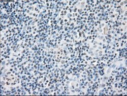 FKBP51/FKBP5 Antibody (OTI3E9), Novus Biologicals 0.1mL; Unlabeled:Antibodies,