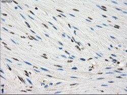 FKBP51/FKBP5 Antibody (OTI3E9), Novus Biologicals 0.1mL; Unlabeled:Antibodies,