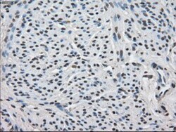 FKBP51/FKBP5 Antibody (OTI3E9), Novus Biologicals 0.1mL; Unlabeled:Antibodies,