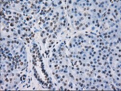 FKBP51/FKBP5 Antibody (OTI3E9), Novus Biologicals 0.1mL; Unlabeled:Antibodies,