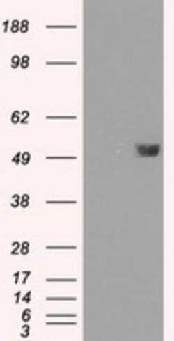 FKBP51/FKBP5 Antibody (OTI3E9), Novus Biologicals 0.1mL; Unlabeled:Antibodies,