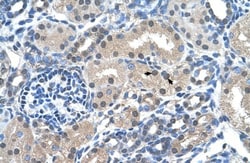 FKBP6 Antibody, Novus Biologicals:Antibodies:Primary Antibodies