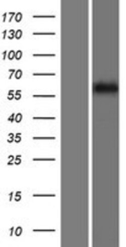 Novus Biologicals&trade;&nbsp;FKBP9 Overexpression Lysate