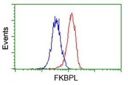 FKBPL Antibody (OTI2D8), Novus Biologicals 0.1mL; Unlabeled:Antibodies,