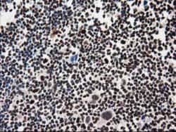 FKBPL Antibody (OTI2D8), Novus Biologicals 0.1mL; Unlabeled:Antibodies,
