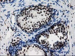 FKBPL Antibody (OTI2D8), Novus Biologicals 0.1mL; Unlabeled:Antibodies,