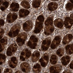 FLAD1 Antibody, Novus Biologicals 0.1mL; Unlabeled:Antibodies, Polyclonal