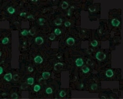 FLASH Antibody, Novus Biologicals 0.1mg; Unlabeled:Antibodies, Polyclonal