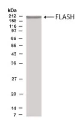 FLASH Antibody - BSA Free, Novus Biologicals 0.025 mg | Buy Online | Novus Biologicals | Fisher Scientific