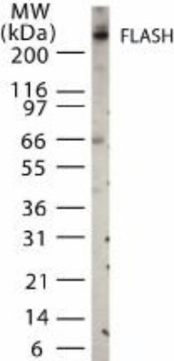FLASH Antibody, Novus Biologicals 0.1mg; Unlabeled:Antibodies, Polyclonal