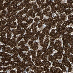 Flightless I Antibody, Novus Biologicals 25 &mu;L; Unlabeled:Antibodies,