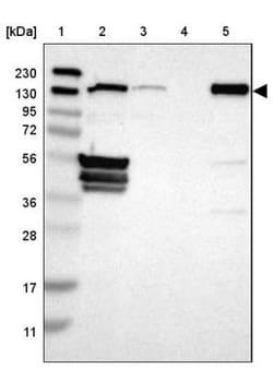 Flightless I Antibody, Novus Biologicals 25 &mu;L; Unlabeled:Antibodies,