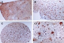 FLIP Antibody, Novus Biologicals 0.025 mL | Buy Online | Novus Biologicals | Fisher Scientific