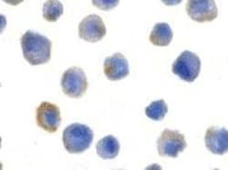 FLIP Antibody - BSA Free, Novus Biologicals 0.1mg; Unlabeled:Antibodies,