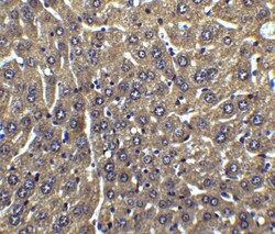 FLIP Antibody - BSA Free, Novus Biologicals 0.1mg; Unlabeled:Antibodies,