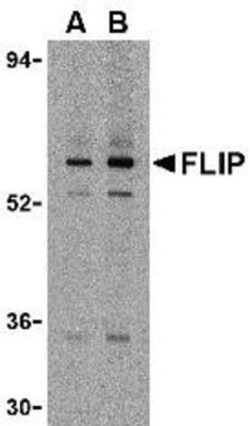 FLIP Antibody - BSA Free, Novus Biologicals 0.1mg; Unlabeled:Antibodies,