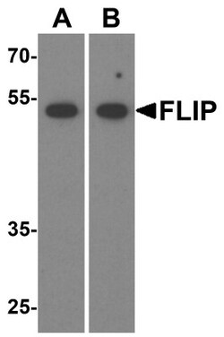 FLIP Antibody - BSA Free, Novus Biologicals 0.1mg; Unlabeled:Antibodies,