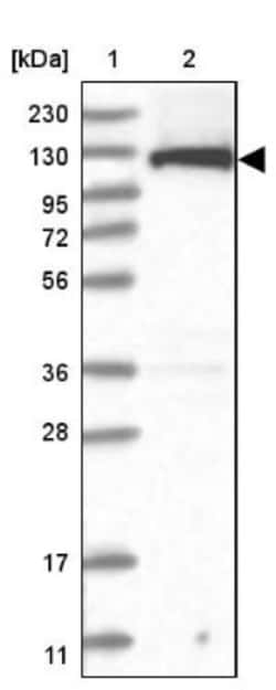 FLJ10808 Antibody, Novus Biologicals:Antibodies:Primary Antibodies