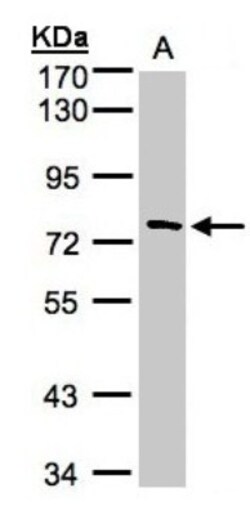 FLJ13946 Antibody, Novus Biologicals 0.1mg; Unlabeled:Antibodies, Polyclonal
