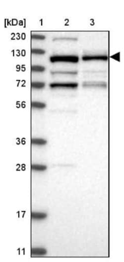 VPS50 Antibody, Novus Biologicals 0.1mL; Unlabeled:Antibodies, Polyclonal