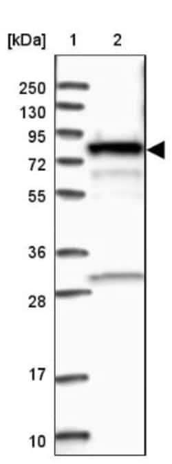 FLJ21908 Antibody, Novus Biologicals:Antibodies:Primary Antibodies
