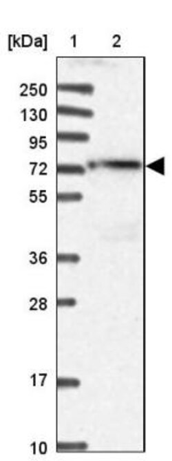 FLJ21963 Antibody, Novus Biologicals:Antibodies:Primary Antibodies