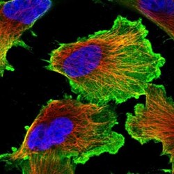 FLJ37078 Antibody, Novus Biologicals 25 &mu;L, Unconjugated:Antibodies,