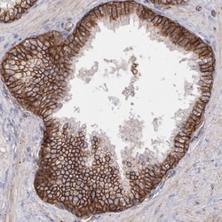 Flotillin 2 Antibody, Novus Biologicals 0.1mL; Unlabeled:Antibodies, Polyclonal
