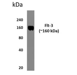 Flt-3/Flk-2/CD135 Antibody (MM0294-9G23) - Azide and BSA Free, Novus Biologicals