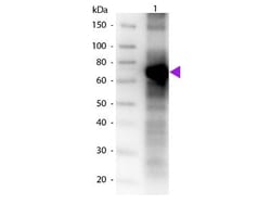 Fluorescein Antibody, Novus Biologicals 0.2mg; Unlabeled:Antibodies, Polyclonal
