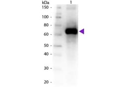 Fluorescein Antibody, Novus Biologicals 0.2mg; Unlabeled:Antibodies, Polyclonal