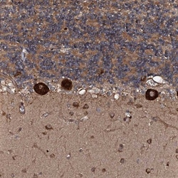 FLYWCH1 Antibody, Novus Biologicals 25 &mu;L; Unlabeled:Antibodies, Polyclonal