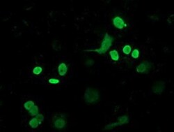 FLYWCH2 Antibody (OTI3G3), Novus Biologicals 0.1mL; Unlabeled:Antibodies,