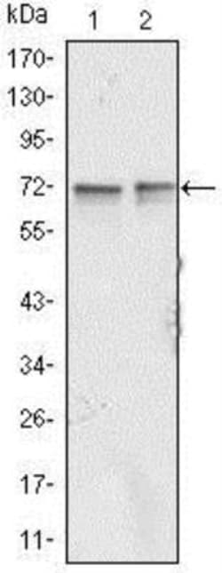 FMRP Antibody (4G9), Novus Biologicals 0.1mL; Unlabeled:Antibodies, Monoclonal