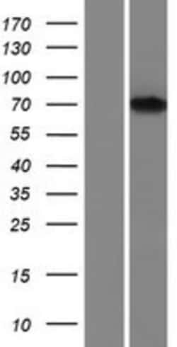 Novus Biologicals™ FNBP1 Overexpression Lysate