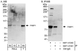 FNBP1 Antibody, Novus Biologicals 0.1mg; Unlabeled:Antibodies, Polyclonal