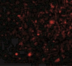 FNBP1L Antibody - BSA Free, Novus Biologicals 0.025 mg, Unconjugated:Antibodies,