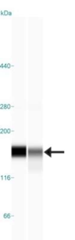 FNBP3 Antibody, Novus Biologicals 0.1mL; Unlabeled:Antibodies, Polyclonal
