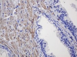 FNDC4 Antibody (OTI1B7), Novus Biologicals 0.1mL; Unlabeled:Antibodies,